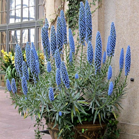 Price: €1.5 - Blauer Natternkopf Samen (Echium Fastuosum) -