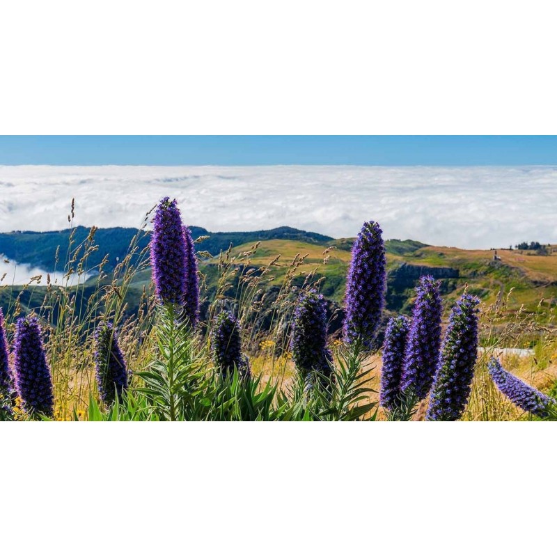 Price: €1.5 - Graines De Vipérine De Madère (Echium Fastuosum) - 