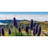 Price: €1.5 - Graines De Vipérine De Madère (Echium Fastuosum) - 