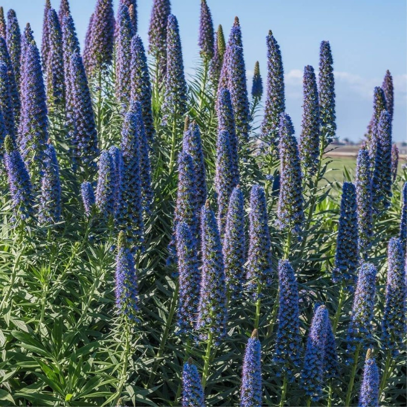 Frön Madeiras Stolthet (Echium Fastuosum)