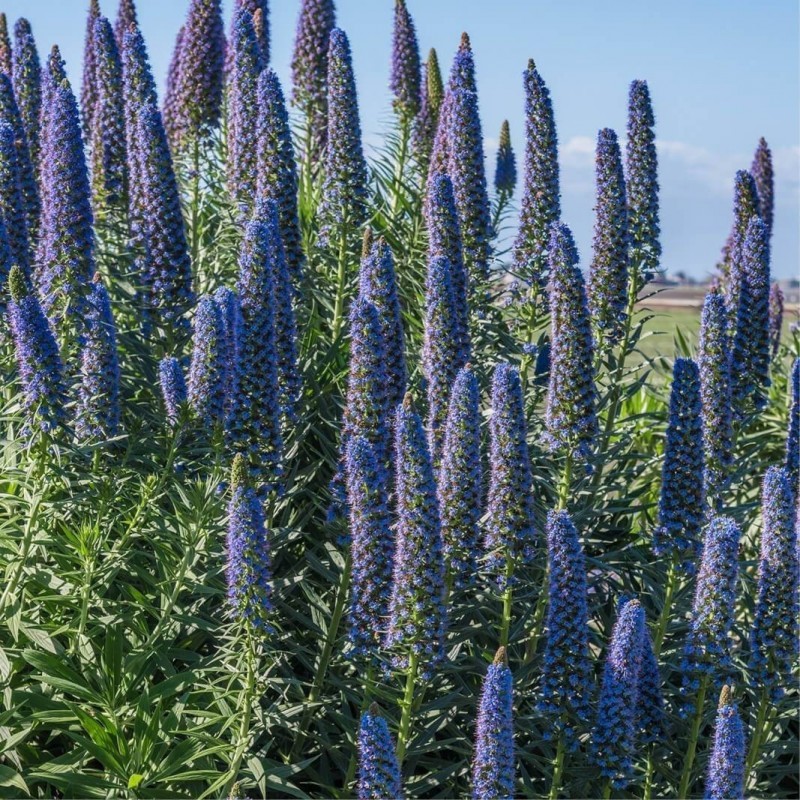 Price: €1.5 - Semillas de Orgullo de Madeira (Echium Fastuosum) - 
