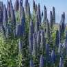 Frön Madeiras Stolthet (Echium Fastuosum)