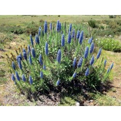 Blauer Natternkopf Samen - Stolz von Madeira 1.5 - 9