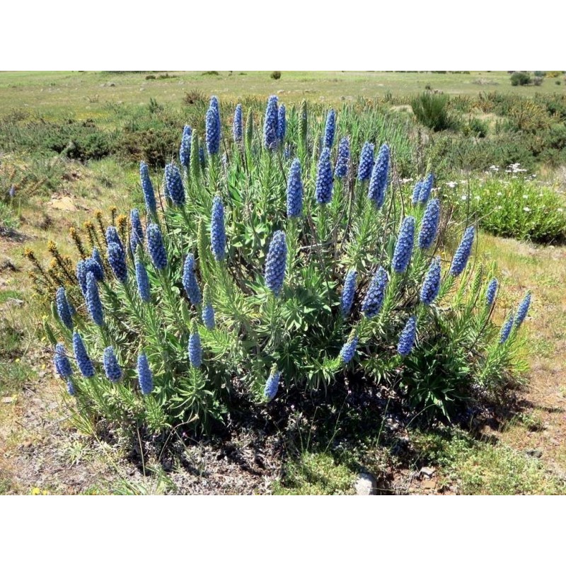 Price: €1.5 - Graines De Vipérine De Madère (Echium Fastuosum) - 