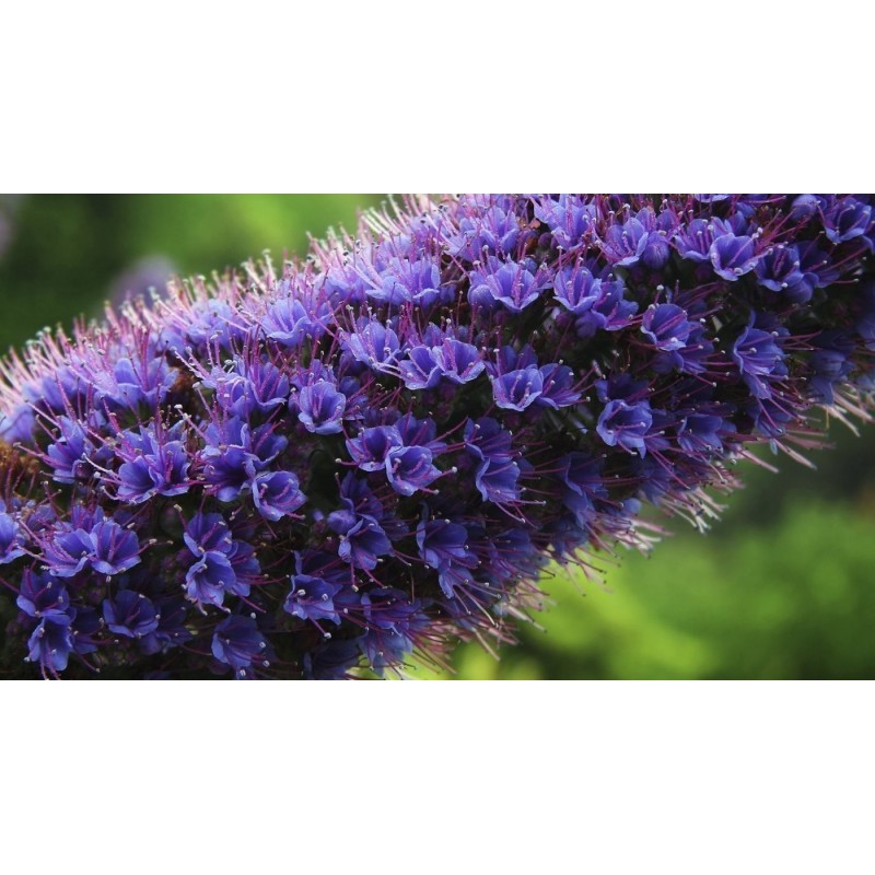 Price: €1.5 - Graines De Vipérine De Madère (Echium Fastuosum) - 