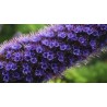 Price: €1.5 - Semillas de Orgullo de Madeira (Echium Fastuosum) - 