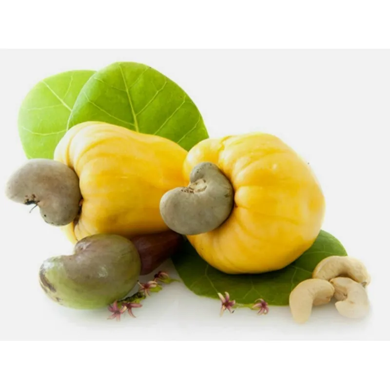 Cashew - Indijski Orah Seme (Anacardium occidentale)