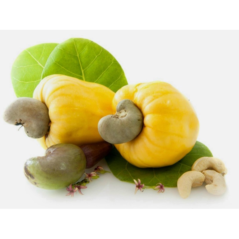 Nasiona orzechów nerkowca, jabłko nerkowca