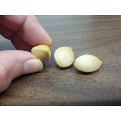 Sementes de nogueira-do-japão (Ginkgo biloba) 3.5 - 3