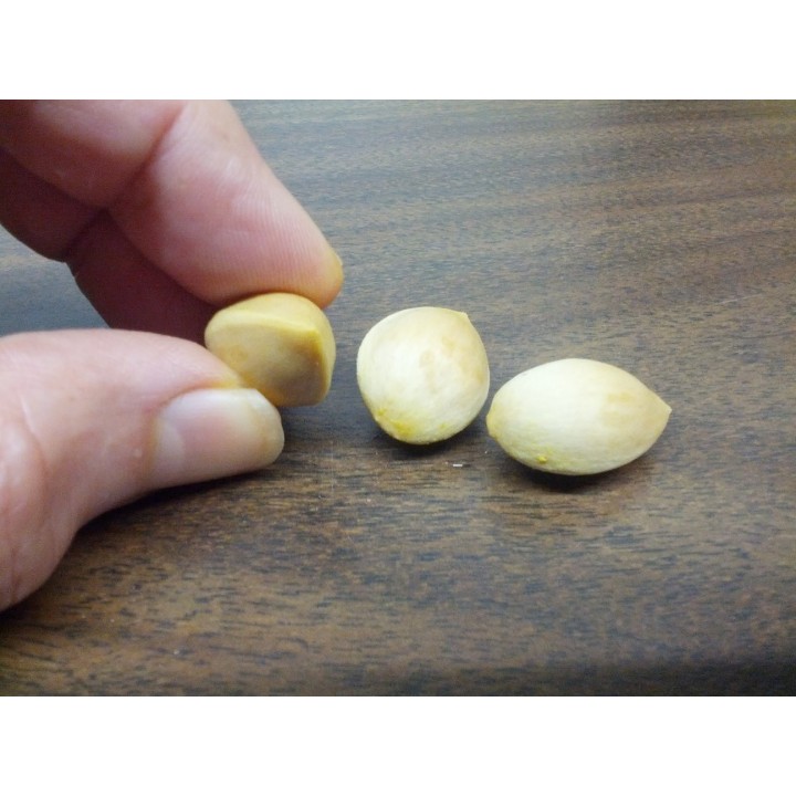 Ginkgo, Gingko Seeds (Ginkgo biloba) - 3.15
