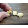 Price: €3.5 - Ginkgo, Ginko Samen (Ginkgo biloba) - 