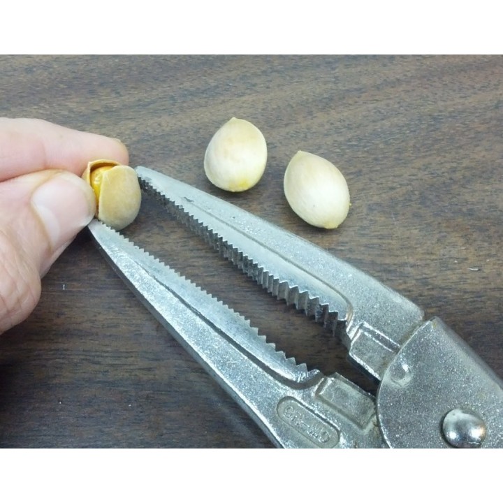Ginkgo, Gingko Seeds (Ginkgo biloba) - 3.15