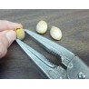 Price: €3.5 - Ginkgo, Gingko Seeds (Ginkgo biloba) - 