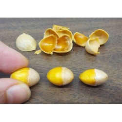 MAIDENHAIR TREE Seeds (Ginkgo biloba) 3.5 - 5
