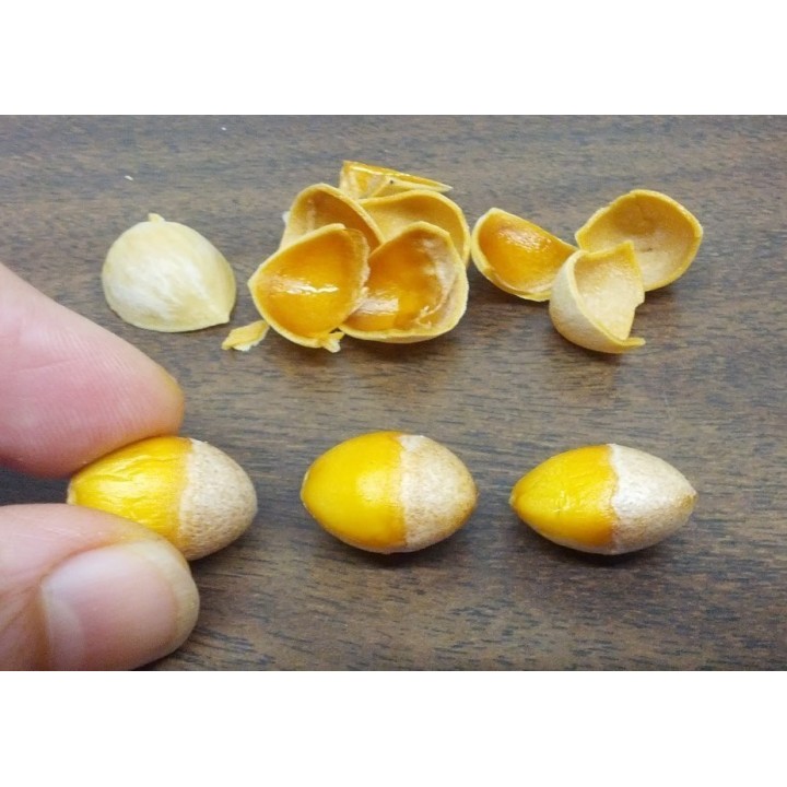 Ginkgo, Gingko Seeds (Ginkgo biloba) - 3.15
