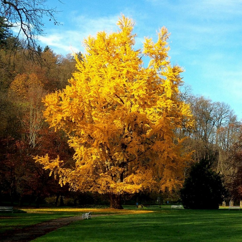 Price: €3.5 - Ginkgo, Gingko Seeds (Ginkgo biloba) - 