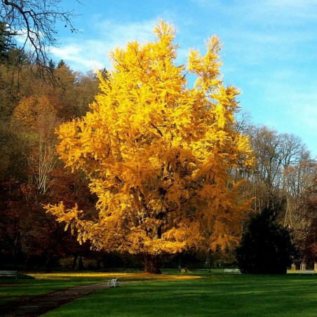 Price: €3.5 - Ginkgo, Gingko Seeds (Ginkgo biloba) -