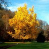 Price: €3.5 - Ginkgo, Gingko Seeds (Ginkgo biloba) - 