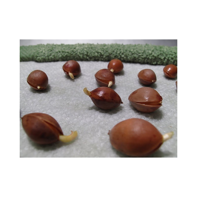 Price: €3.5 - Ginkgo, Gingko Seeds (Ginkgo biloba) - 