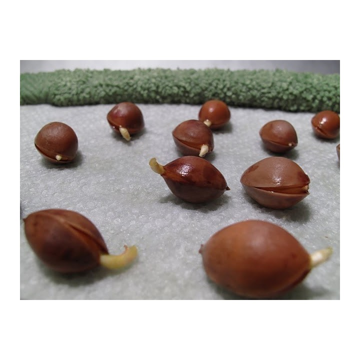 Ginkgo, Gingko Seeds (Ginkgo biloba) - 3.15
