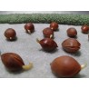Price: €3.5 - Ginkgo, Gingko Seeds (Ginkgo biloba) - 