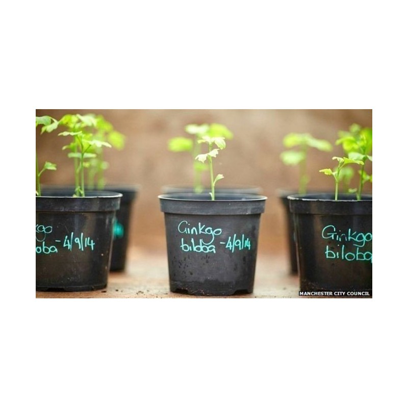 Price: €3.5 - Ginkgo, Gingko Seeds (Ginkgo biloba) - 