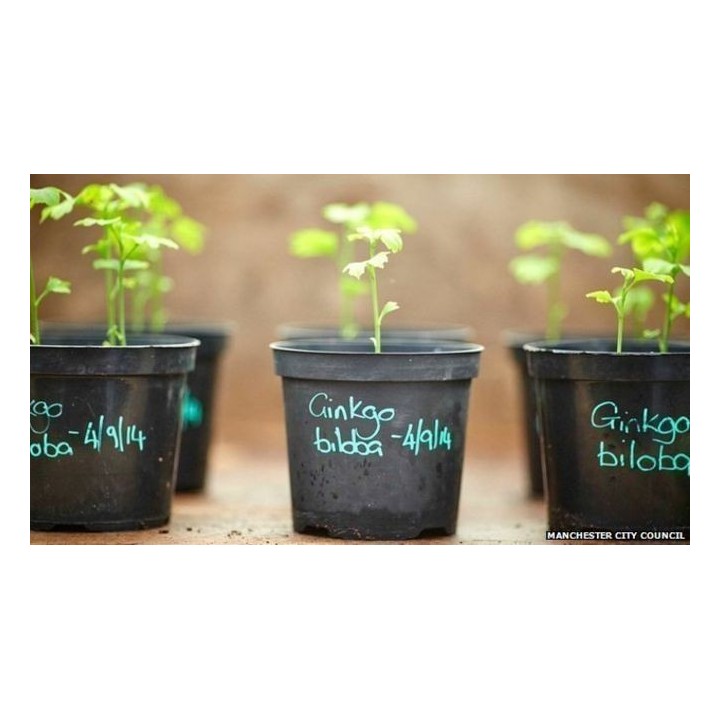 Ginkgo, Gingko Seeds (Ginkgo biloba) - 3.15