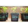 Price: €3.5 - Ginkgo, Gingko Seeds (Ginkgo biloba) - 