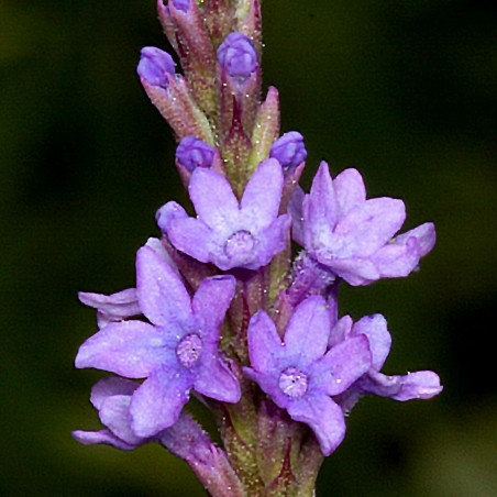 Price: €1.75 - Graines de Herbe Sacrée, Verveine commune (Verbena officinalis) -