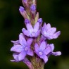 Price: €1.75 - Echte Eisenkraut Samen (Verbena officinalis) - 