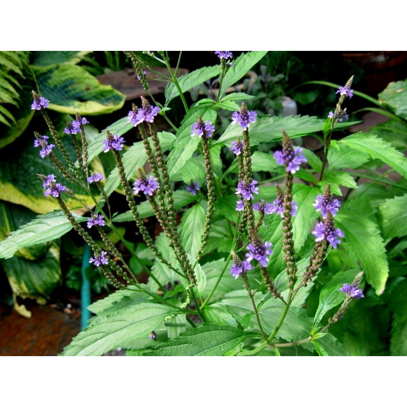 Price: €1.75 - Järnört Fröer (Verbena officinalis) - 