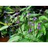 Price: €1.75 - Sementes de Erva-Sagrada, Aljabão (Verbena officinalis) - 