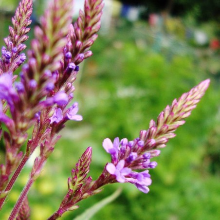 Price: €1.75 - Semillas de Hierba Sagrada (verbena officinalis) -
