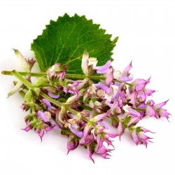 Clary Sage Seeds Medicinal Plant (Salvia sclarea) 1.25 - 1