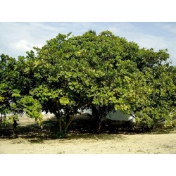 Cashew - Indijski Orah Seme (Anacardium occidentale)