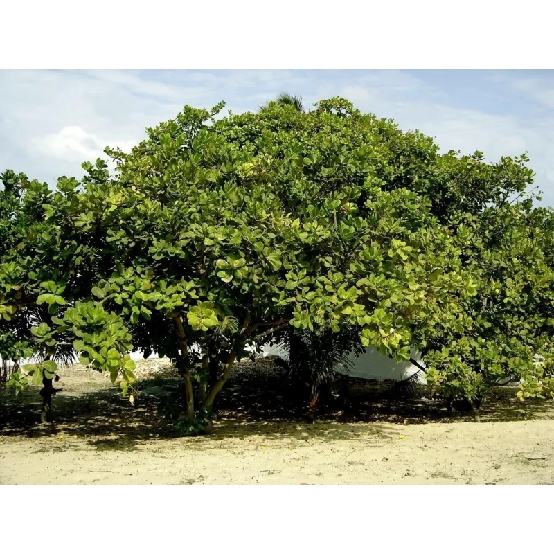 Cashewnootzaden, Cashewappel