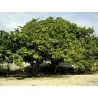 Cashew - Indijski Orah Seme (Anacardium occidentale)