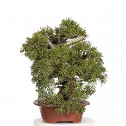 Σπόροι μπονσάι Bonsai Juniperus chinensis 1.5 - 1