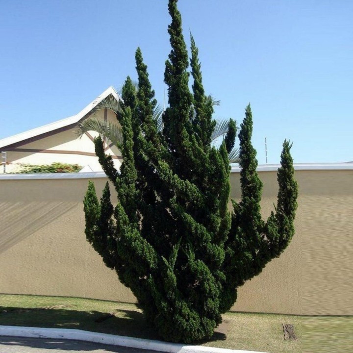 Juniperus chinensis Bonsai Seeds - 175.934363
