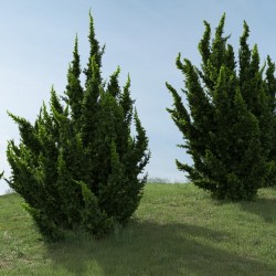 Juniperus chinensis Bonsai Seeds 1.5 - 2
