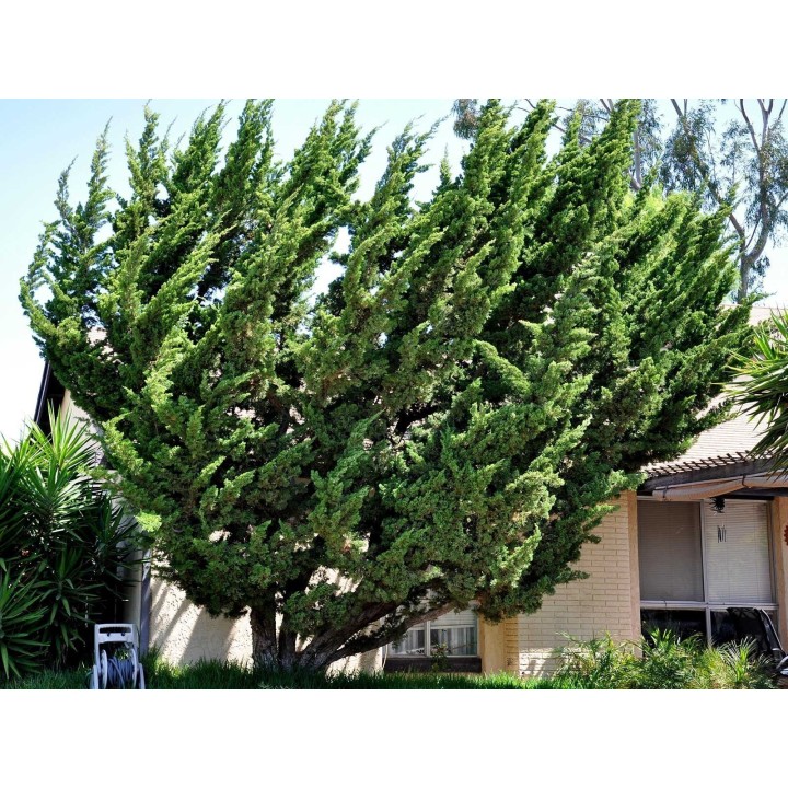 Juniperus chinensis Bonsai Seeds - 175.934363