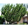 Price: €1.5 - Semillas de Enebro de la China - 