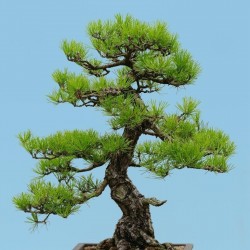 Price: €1.5 - Semillas de pino rojo japonés (Bonsai) (Pinus densiflora) - 