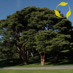 Σπόροι Ιαπωνικό Πεύκο Bonsai (Pinus densiflora) 1.5 - 1