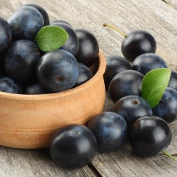 Price: €2.25 - Sementes de Abrunheiro (Prunus spinosa) - 