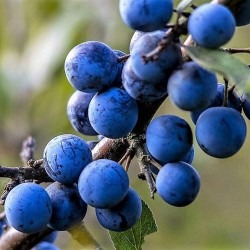 Blackthorn or Sloe Seeds (Prunus spinosa) 1.85 - 1