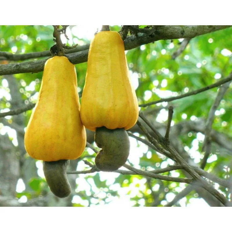 Cashewnootzaden, Cashewappel