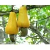 Cashewnootzaden, Cashewappel