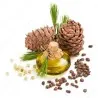 Samen Sibirische Zeder (pinus sibirica)
