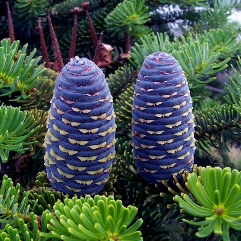 Graines de Pin de Sibérie (Pinus sibirica) 3.95 - 7